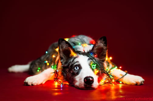 i-took-christmas-themed-dog-portraits-to-wish-you-happy-holidays__880